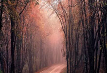 开云体育登录-鹿岛鹿角后防联动升级，力求限制对方攻势